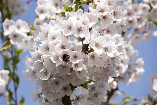 Japan.Maienkirsche - Prunus yedoensis CAC - Baum