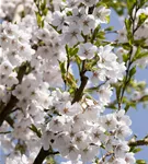 Japan.Maienkirsche - Prunus yedoensis CAC - Baum