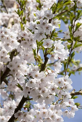 Japan.Maienkirsche - Prunus yedoensis CAC - Baum