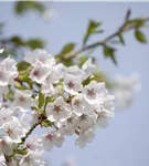 Japan.Maienkirsche - Prunus yedoensis CAC - Baum