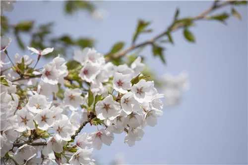 Japan.Maienkirsche - Prunus yedoensis CAC - Baum