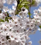 Japan.Maienkirsche - Prunus yedoensis CAC - Baum