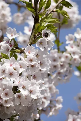 Japan.Maienkirsche - Prunus yedoensis CAC - Baum