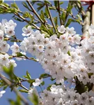 Japan.Maienkirsche - Prunus yedoensis CAC - Baum