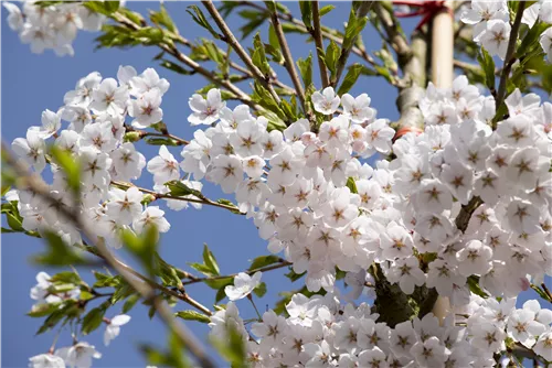 Japan.Maienkirsche - Prunus yedoensis CAC - Baum