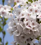 Japan.Maienkirsche - Prunus yedoensis CAC - Baum