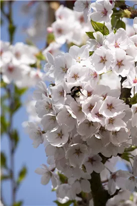 Japan.Maienkirsche - Prunus yedoensis CAC - Baum