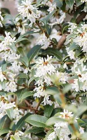 Osmanthus burkwoodii - Formgehölze