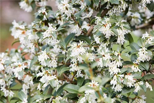 Burkwoods Duftblüte - Osmanthus burkwoodii - Formgehölze