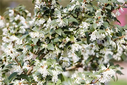 Burkwoods Duftblüte - Osmanthus burkwoodii - Formgehölze