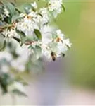 Burkwoods Duftblüte - Osmanthus burkwoodii - Formgehölze