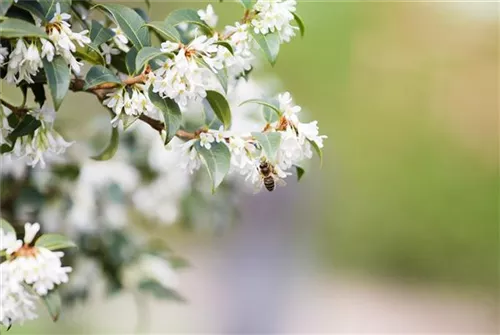 Burkwoods Duftblüte - Osmanthus burkwoodii - Formgehölze