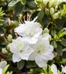 Japanische Azalee 'Schneewittchen' - Rhododendron obt.'Schneewittchen' II