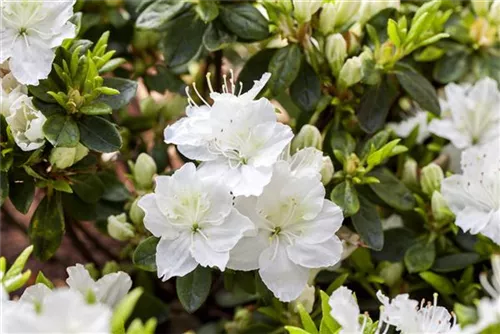 Japanische Azalee 'Schneewittchen' - Rhododendron obt.'Schneewittchen' II