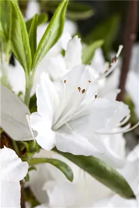 Japanische Azalee 'Schneewittchen' - Rhododendron obt.'Schneewittchen' II