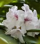 Japanische Azalee 'Schneewittchen' - Rhododendron obt.'Schneewittchen' II