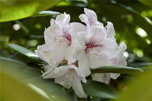 Japanische Azalee 'Schneewittchen' - Rhododendron obt.'Schneewittchen' II