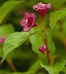 Weigelie 'Bristol Ruby' - Weigela 'Bristol Ruby'