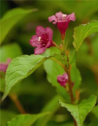 Weigelie 'Bristol Ruby' - Weigela 'Bristol Ruby'