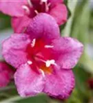 Weigelie 'Bristol Ruby' - Weigela 'Bristol Ruby'