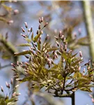 Felsenbirne 'Robin Hill' - Amelanchier arborea 'Robin Hill'