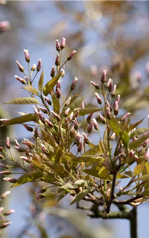 Amelanchier arborea 'Robin Hill'