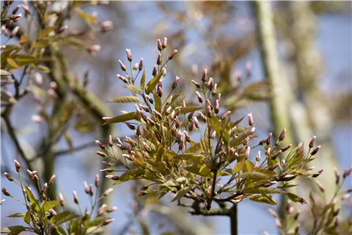 Felsenbirne 'Robin Hill' - Amelanchier arborea 'Robin Hill'