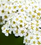 Brautspiere - Spiraea arguta