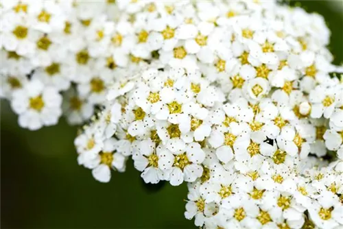 Brautspiere - Spiraea arguta