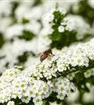 Brautspiere - Spiraea arguta