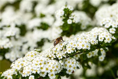 Brautspiere - Spiraea arguta