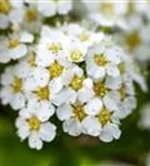 Brautspiere - Spiraea arguta