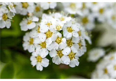 Spiraea decumbens - Zwergspiere