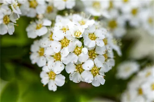 Brautspiere - Spiraea arguta