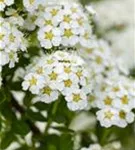 Brautspiere - Spiraea arguta