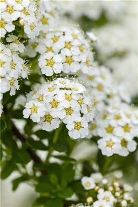 Brautspiere - Spiraea arguta