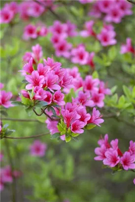 Japanische Azalee 'Silvester' - Rhododendron obt.'Silvester' II