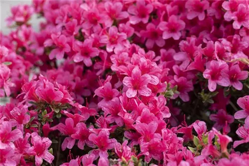 Japanische Azalee 'Silvester' - Rhododendron obt.'Silvester' II