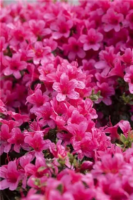 Japanische Azalee 'Silvester' - Rhododendron obt.'Silvester' II