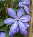 Waldrebe 'Mrs.Cholmondeley' - Clematis 'Mrs.Cholmondeley'