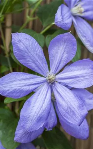 Clematis 'Mrs.Cholmondeley'