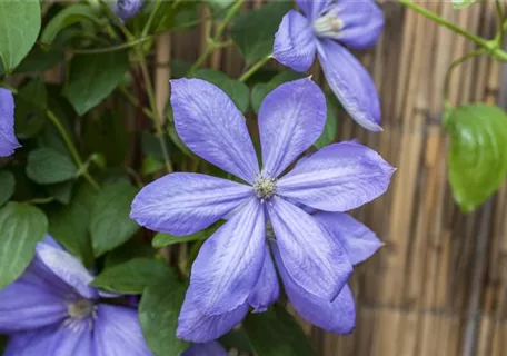 Clematis 'Mrs.Cholmondeley' - Waldrebe 'Mrs.Cholmondeley'