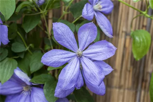 Waldrebe 'Mrs.Cholmondeley' - Clematis 'Mrs.Cholmondeley'