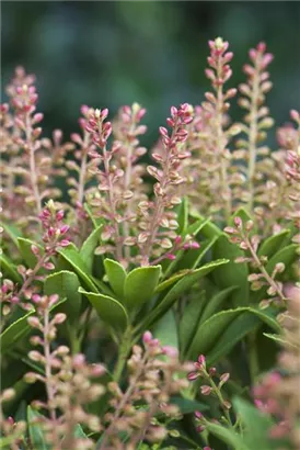 Lavendelheide 'Ralto Rose' - Pieris japonica 'Ralto Rose'