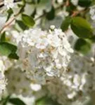 Prachtspiere - Spiraea vanhouttei - Wildgehölze