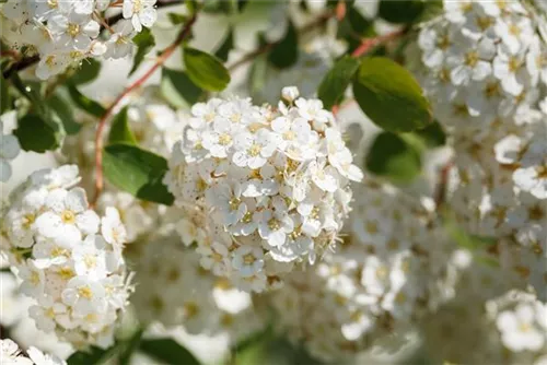 Prachtspiere - Spiraea vanhouttei - Wildgehölze