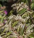 Traubenmyrte 'Rainbow' - Leucothoe fontanesiana 'Rainbow'