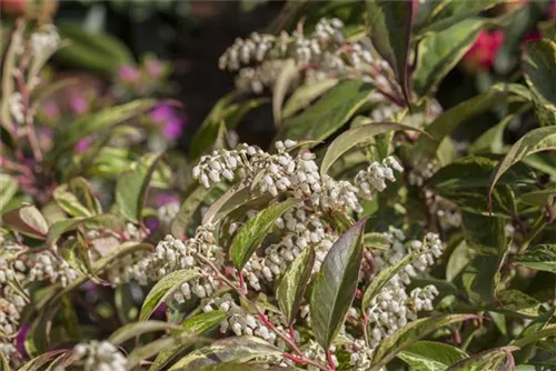 Traubenmyrte 'Rainbow' - Leucothoe fontanesiana 'Rainbow'