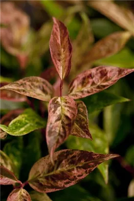 Traubenmyrte 'Rainbow' - Leucothoe fontanesiana 'Rainbow'