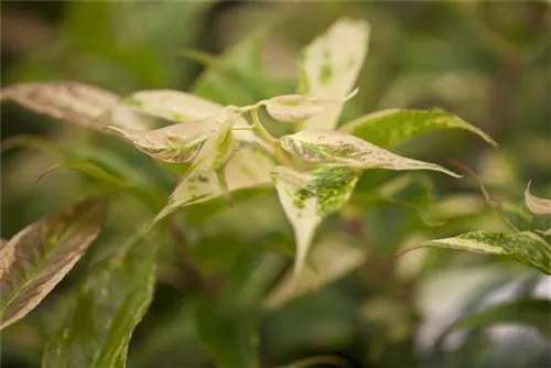 Traubenmyrte 'Rainbow' - Leucothoe fontanesiana 'Rainbow'